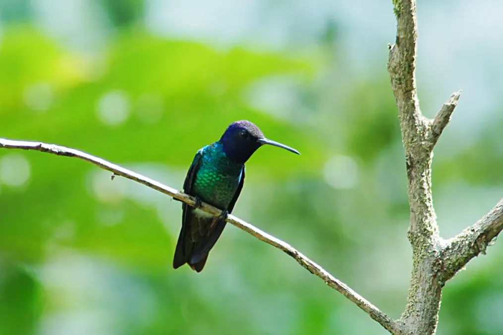 File:Golden-tailed Sapphire (Chrysuronia oenone) 2015-06-14 (12) (39617909024).jpg