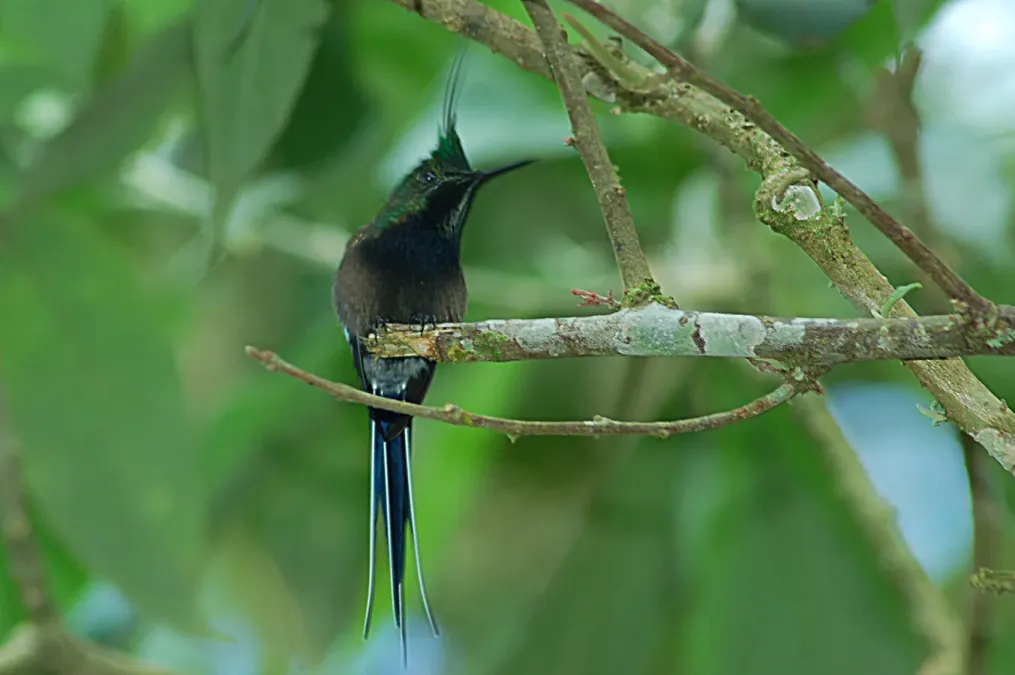 File:Wire-crested Thorntail (Discosura popelairii) 2015-06-14 (5) (40283775722).jpg