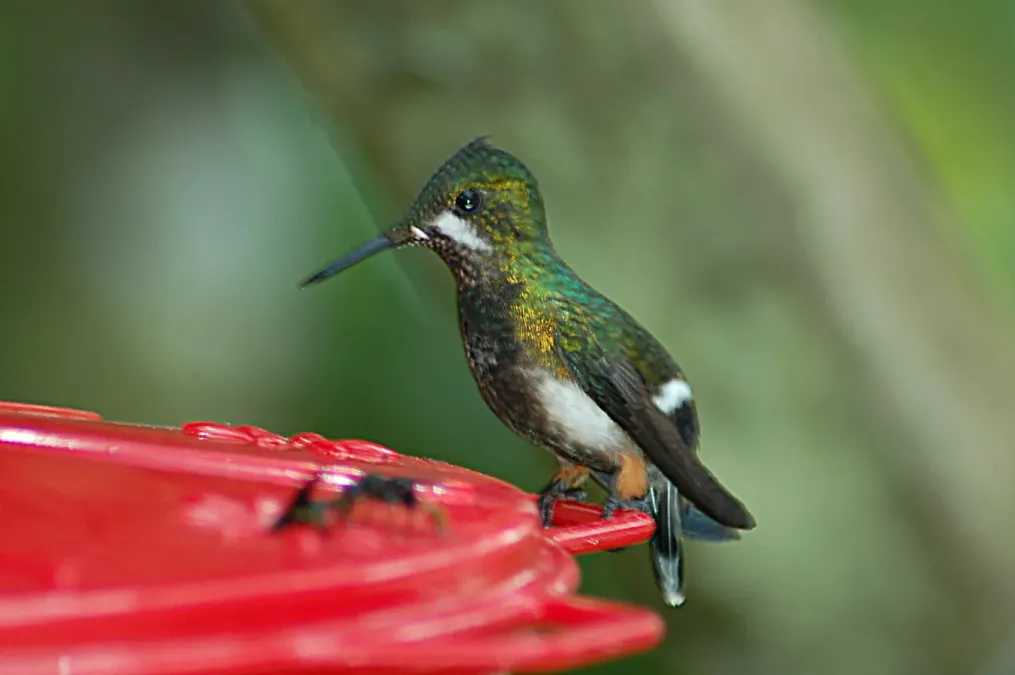 File:Wire-crested Thorntail (Discosura popelairii) 2015-06-14 (9) (25457698457).jpg