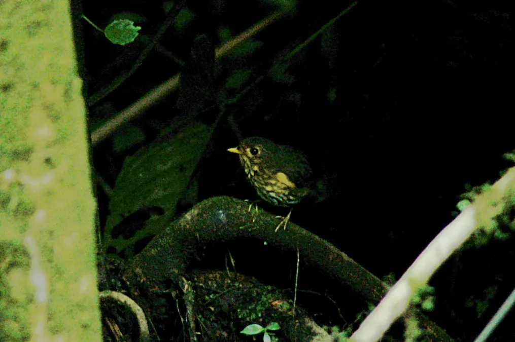 File:Ochre-breasted Antpitta (Grallaricula flavirostris) 2015-06-14 (7) (40329287971).jpg