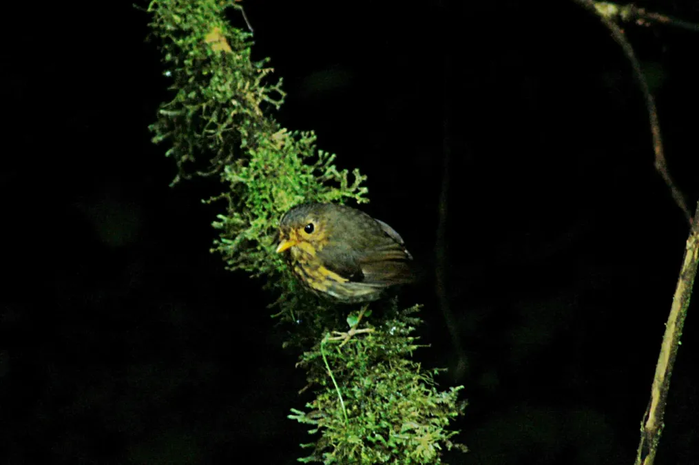 File:Ochre-breasted Antpitta (Grallaricula flavirostris) 2015-06-14 (2) (39617949554).jpg