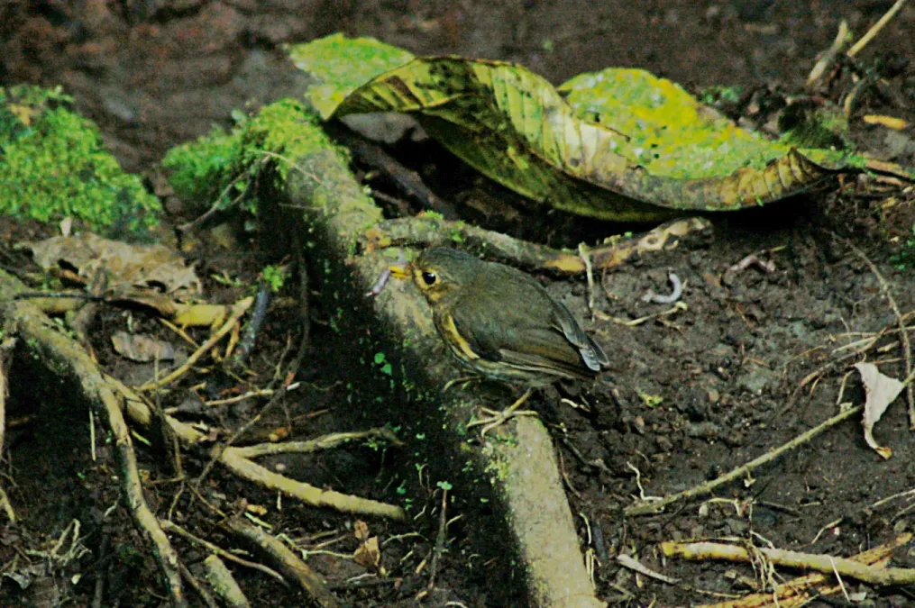 File:Ochre-breasted Antpitta (Grallaricula flavirostris) 2015-06-14 (4) (26457595178).jpg