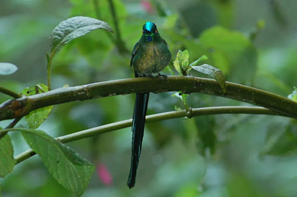 File:Long-tailed Sylph (Aglaiocercus kingii) 2015-06-16 (5) (38520319130).jpg