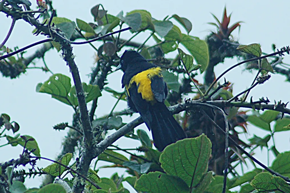 File:Mountain Cacique (Golden-shouldered) (Cacicus chrysonotus) 2015-06-16 (3) (40284295692).jpg