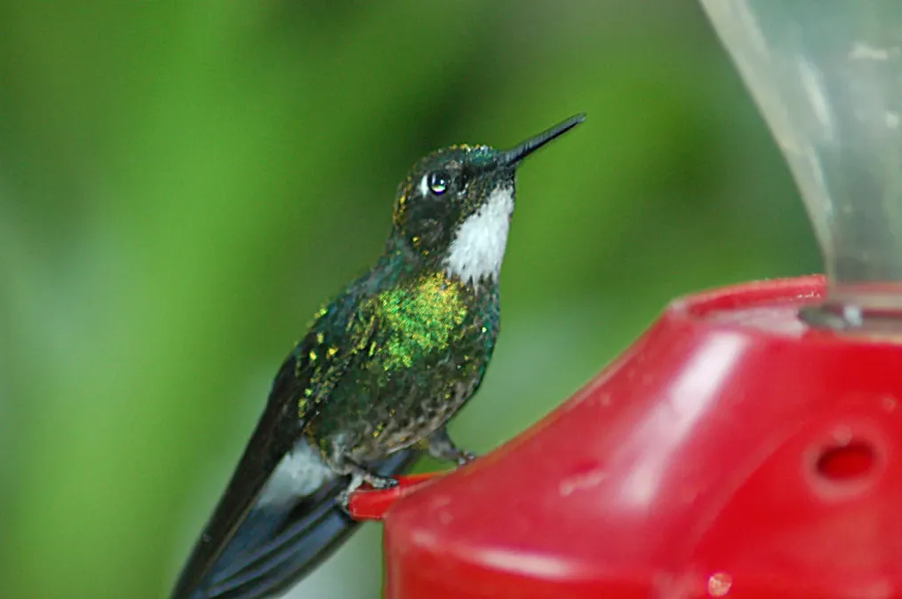 File:Tourmaline Sunangel (Heliangelus exortis) 2015-06-16 (6) (38520373360).jpg