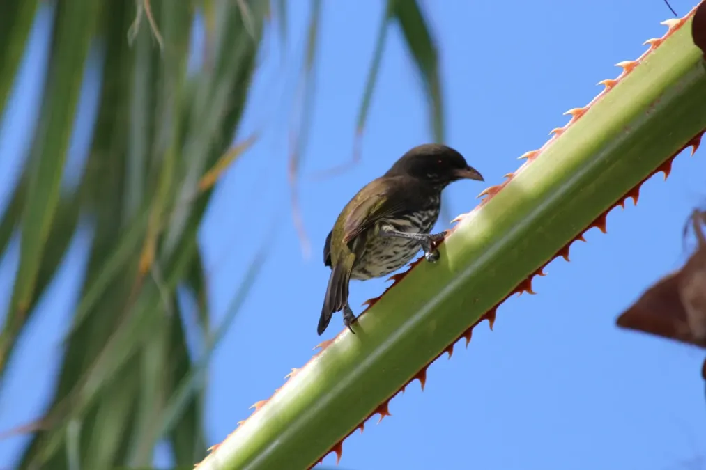 File:Dulus dominicus2.jpg