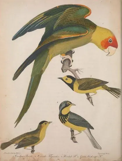 File:Conuropsis carolinensis ilustration.jpg