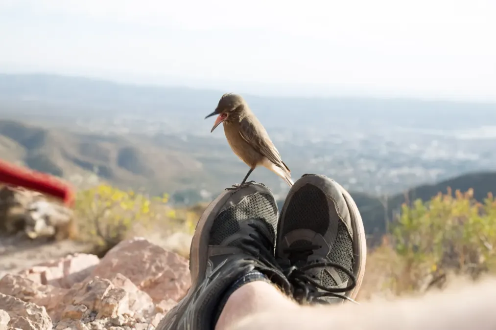 File:Agriornis montanus on shoe, Uritorco, Capilla del Monte, Argentina3.jpg