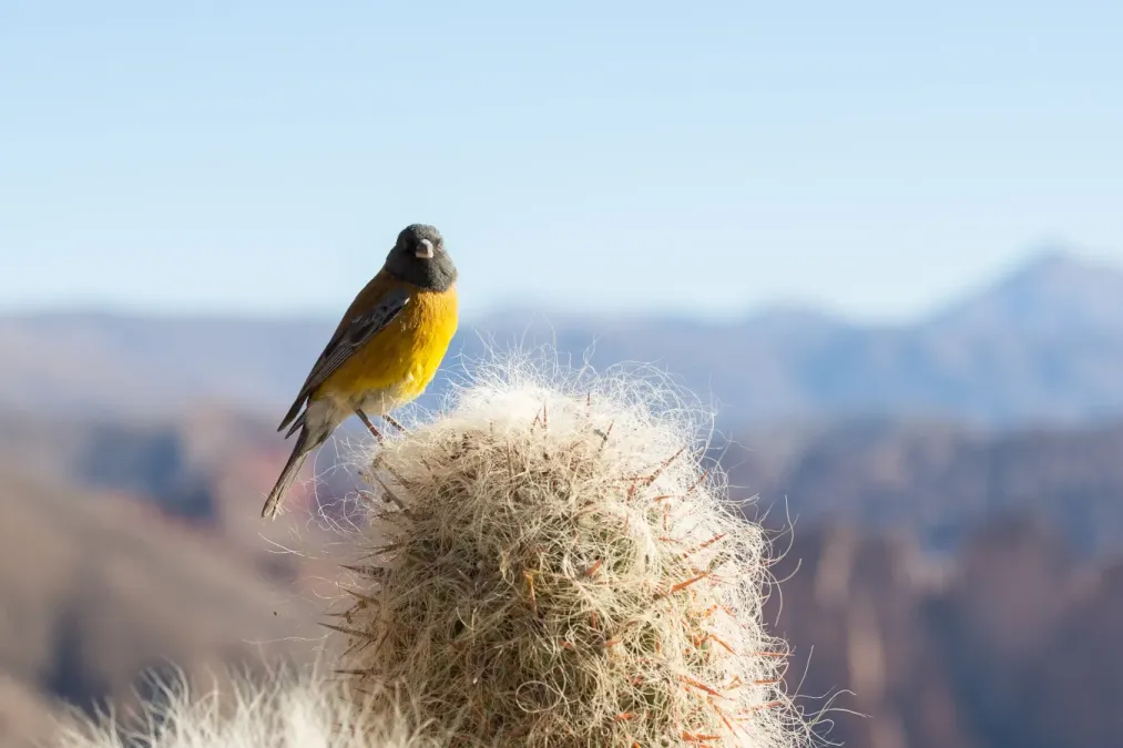 File:Phrygilus punensis near Tupiza, Bolivia5.jpg