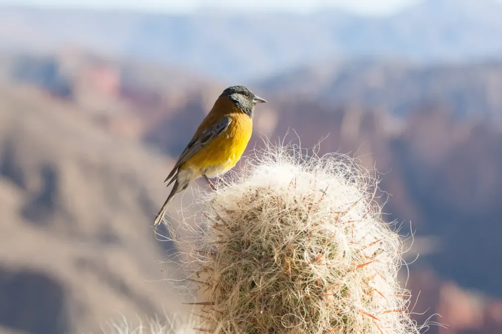 File:Phrygilus punensis near Tupiza, Bolivia6.jpg