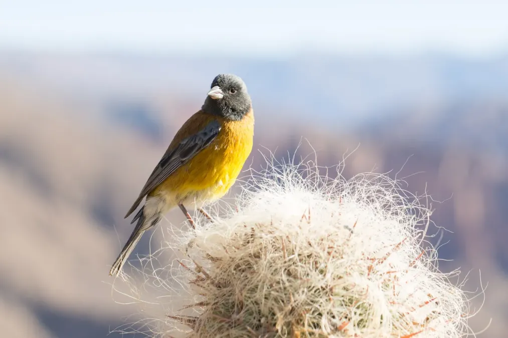 File:Phrygilus punensis near Tupiza, Bolivia3.jpg