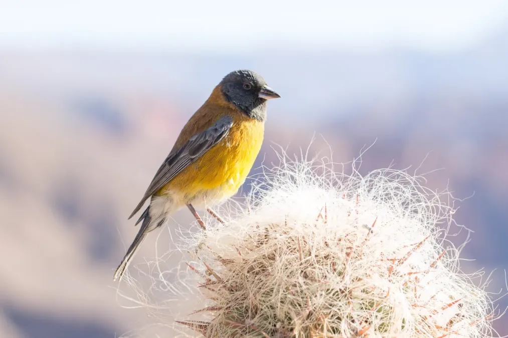 File:Phrygilus punensis near Tupiza, Bolivia2.jpg