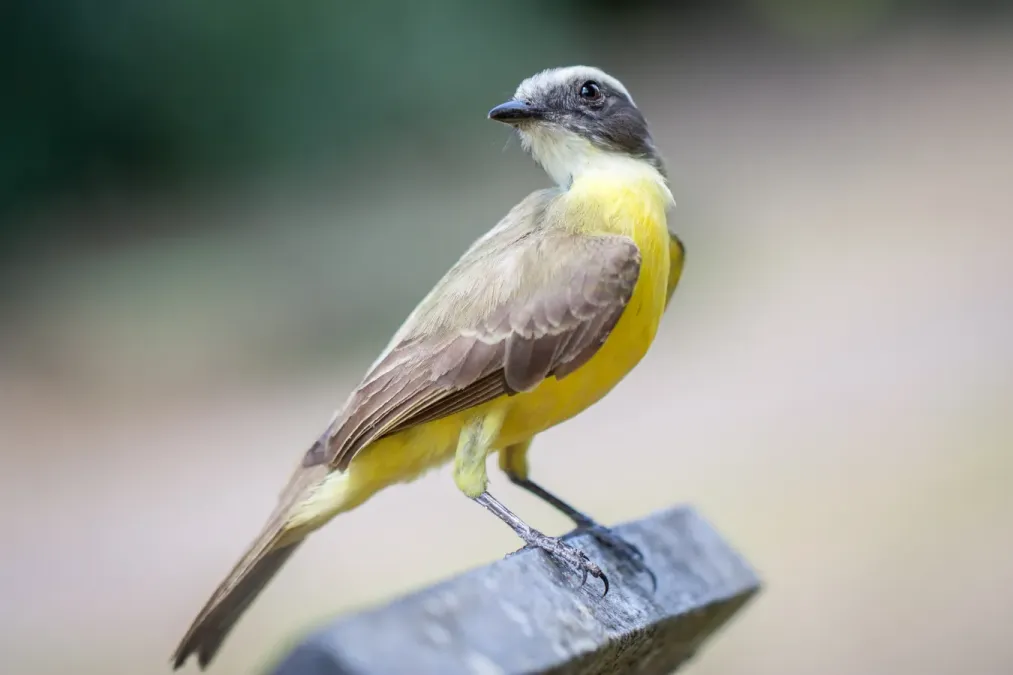 File:Tyrannus melancholicus in Costa Rica.jpg