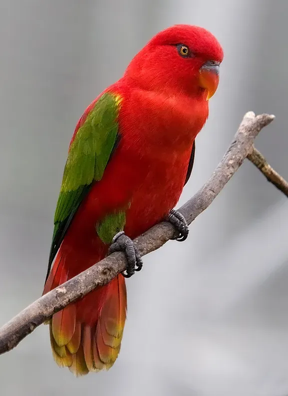 File:Lorius garrulus-20070107.jpg