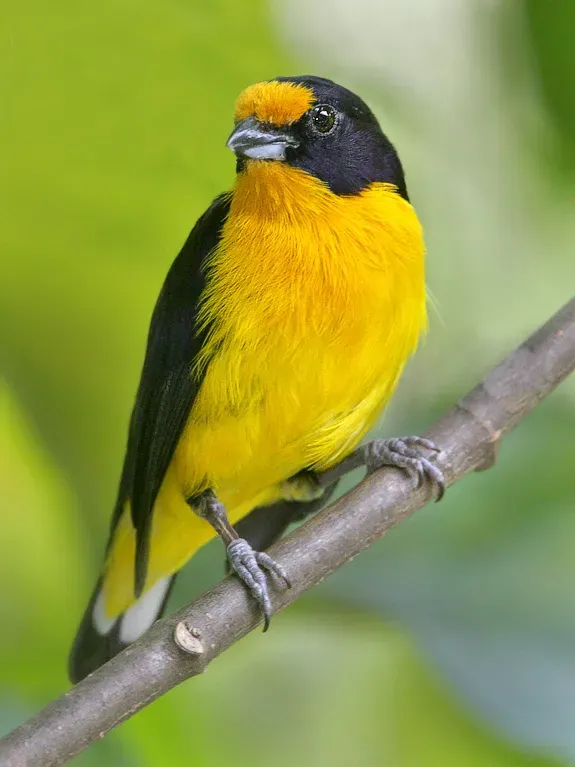 File:Euphonia violacea-20090208.jpg