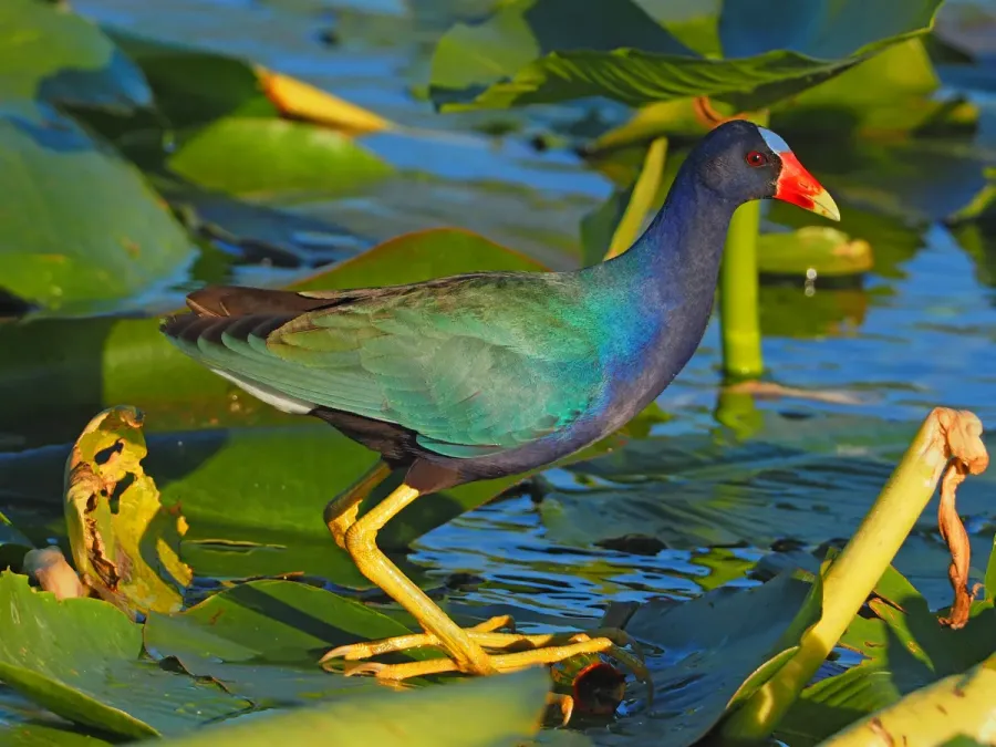 File:Purple Gallinule - Porphyrio martinica, Everglades National Park, Homestead, Florida (38539237780).jpg