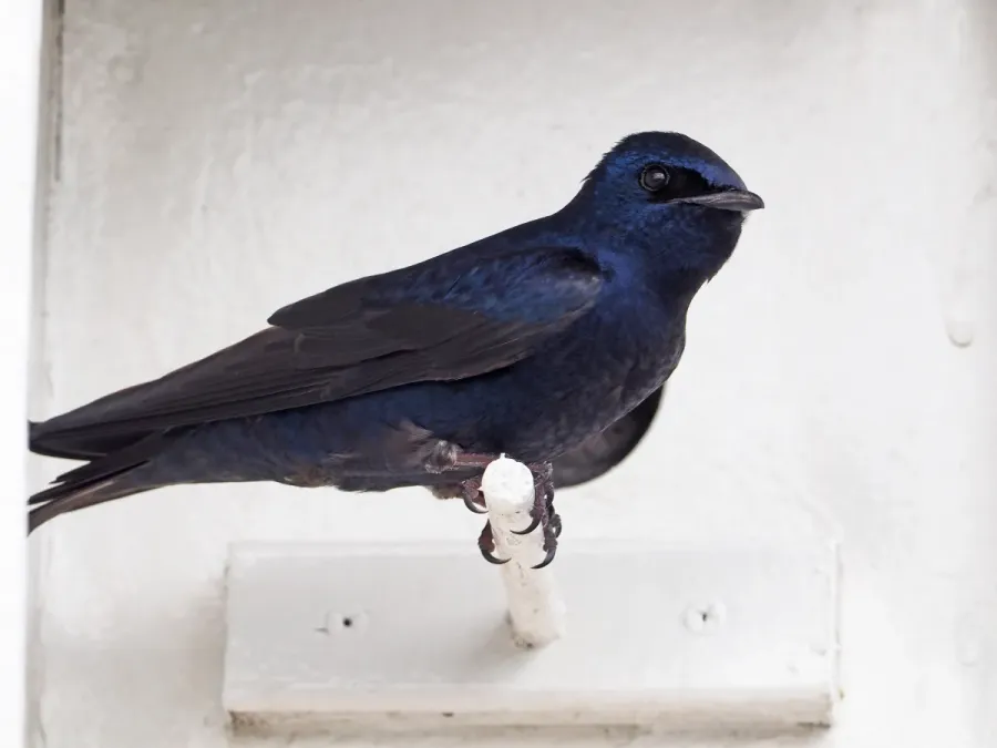 File:Purple Martin - Progne subis, Homestead, Florida (40430957721).jpg