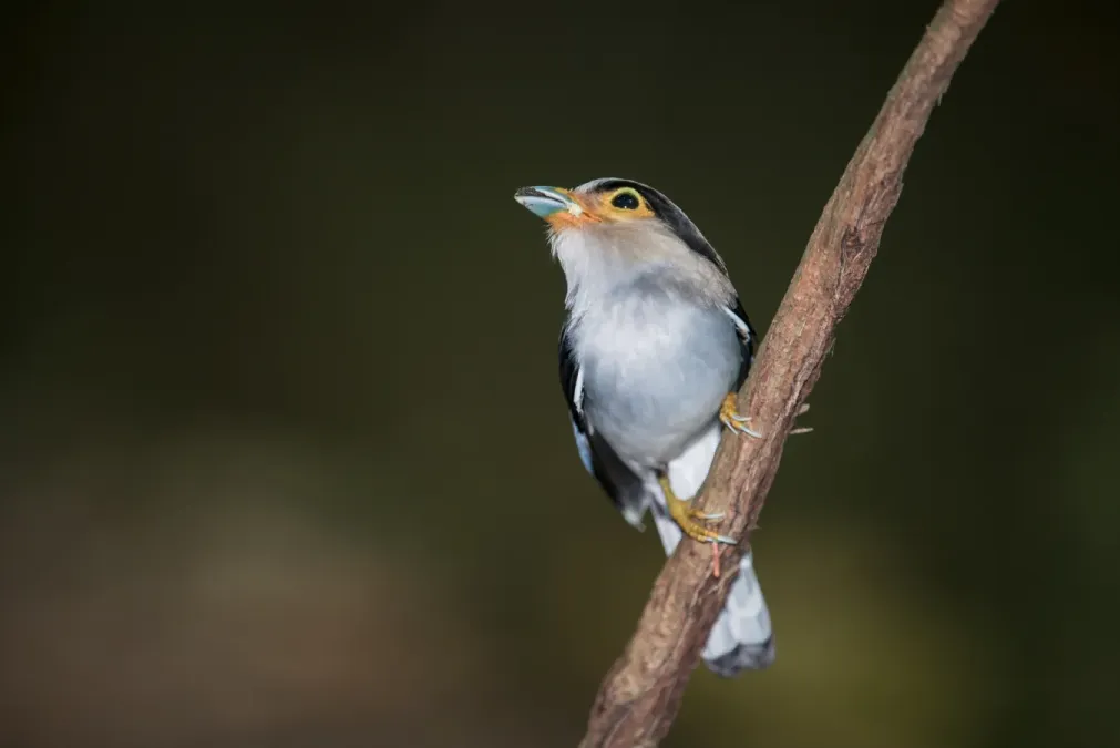 File:Serilophus lunatus, Silver-breasted broadbill - Kaeng Krachan National Park (27912744822).jpg