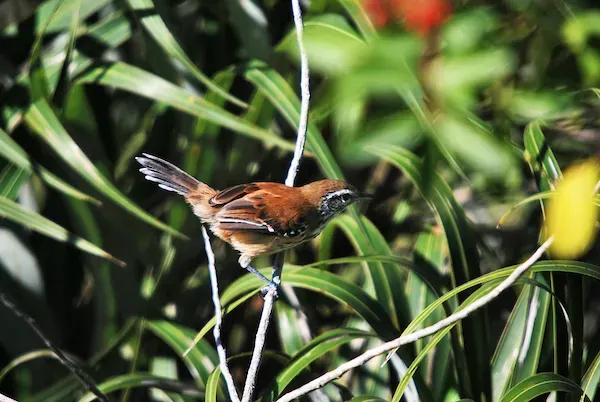 File:Papa-formiga-vermelho (Formicivora rufa) - Rusty-backed Antwren.jpg