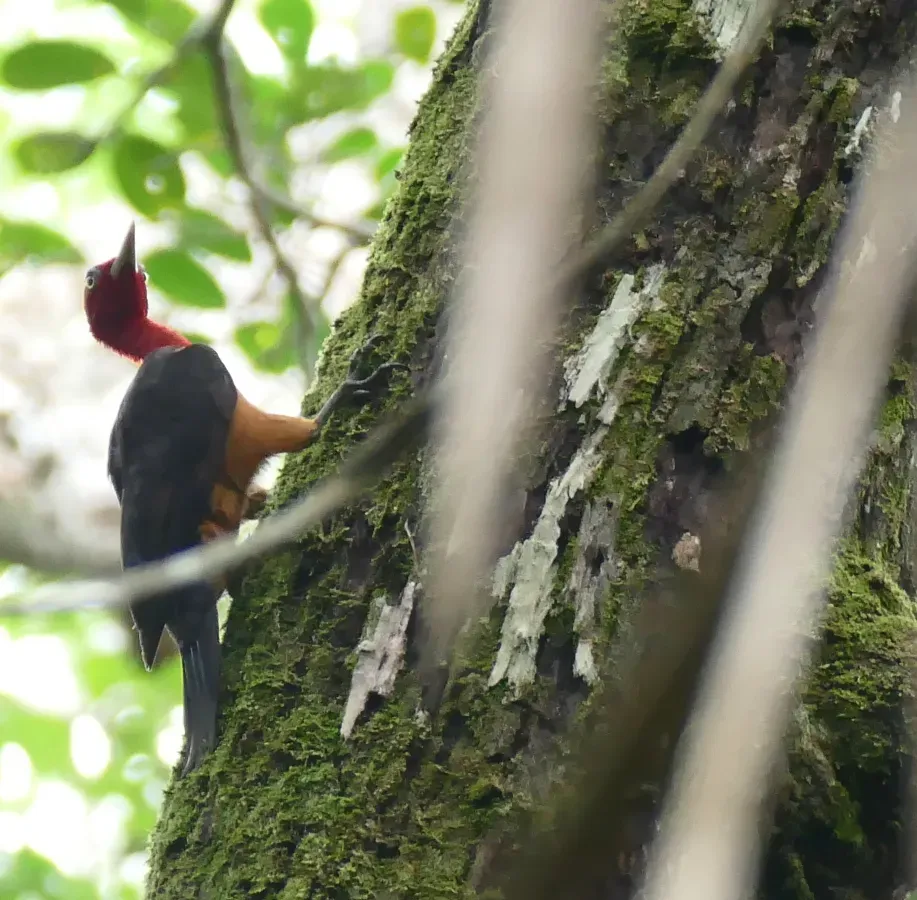 File:Red-necked Woodpecker (Campephilus rubricollis) male (39685195065).jpg