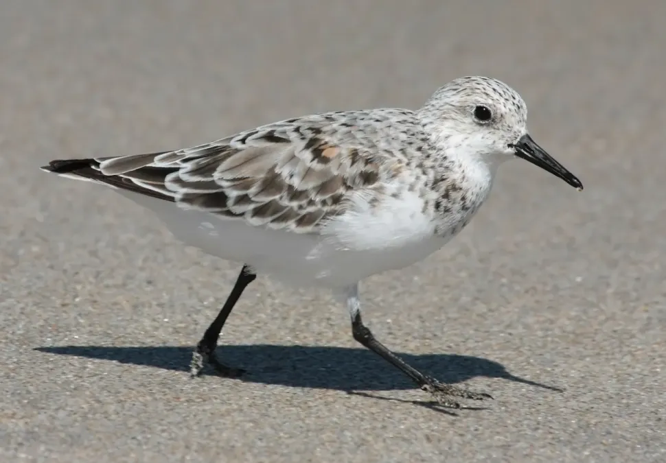 File:Calidris alba running 6.jpg