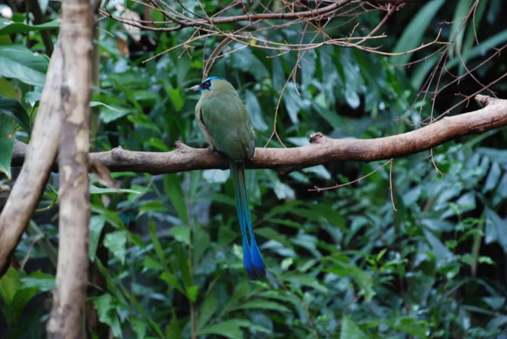 File:Momotus momota -Woodland Park Zoo-8a.jpg