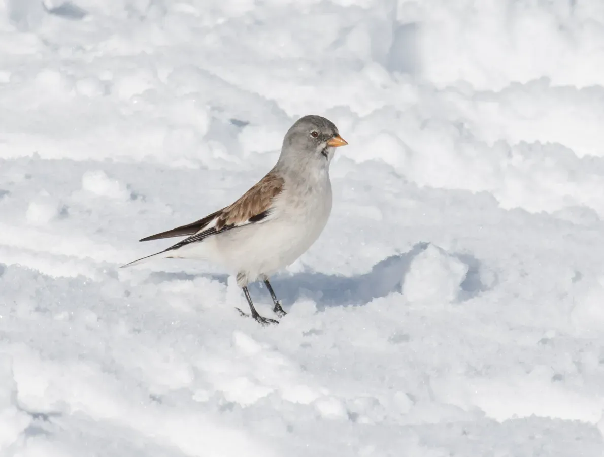 File:Niverolle alpine (Montifringilla nivalis) - les Arcs 2018 2.jpg