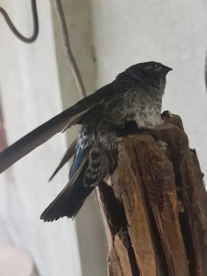 File:Ridgetop swiftlet (Collocalia isonota bagobo) in Bukidnon, Mindanao, Philippines.jpg 02.jpg