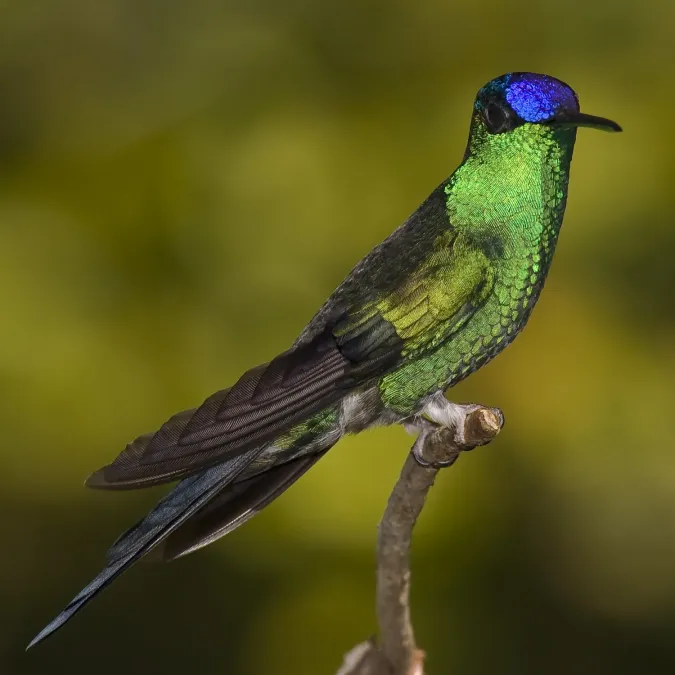 File:Thalurania glaucopis, São Paulo, Brazil - 20060514.jpg