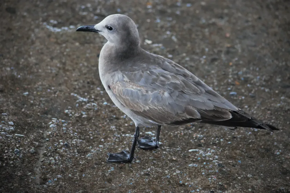 File:Leucophaeus modestus-Pucusana-Peru-JMM.jpg