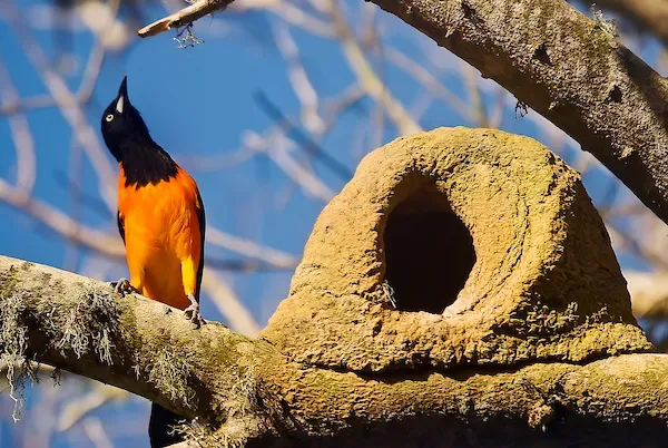 File:Corrupião (Icterus jamacaii) - Campo Troupial.jpg