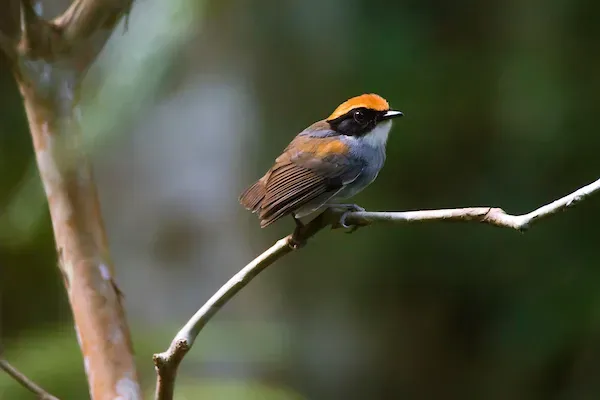 File:Cuspidor-de-máscara-preta (Conopophaga melanops) - Black-cheeked Gnateater.jpg