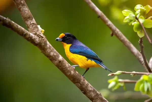 File:Gaturamo-verdadeiro (Euphonia violacea) - Violaceous Euphonia.jpg