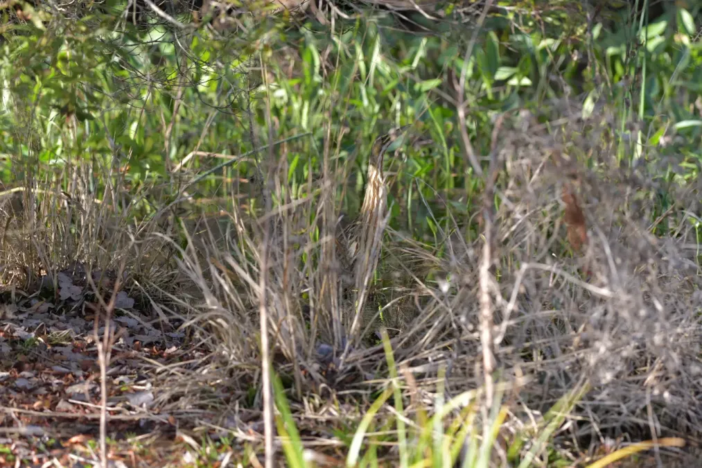 File:American bittern (Botaurus lentiginosus) hiding in tall grass.jpg