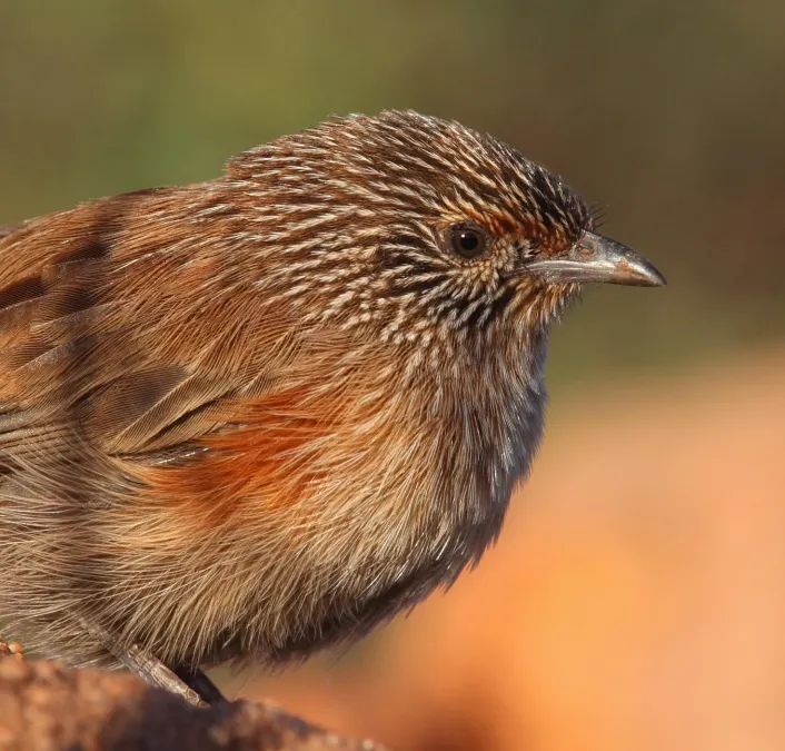 File:Amytornis purnelli, female, close-up.jpg