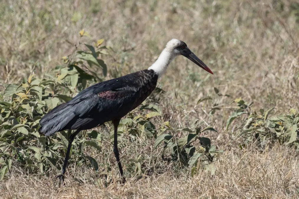 File:African Woolly-necked Stork (Ciconia microscelis), Serengeti (27561308654).jpg