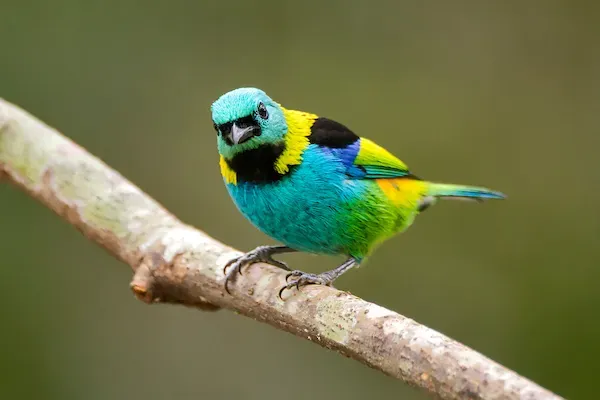 File:Saíra-sete-cores (Tangara seledon) - Green-headed Tanager.jpg