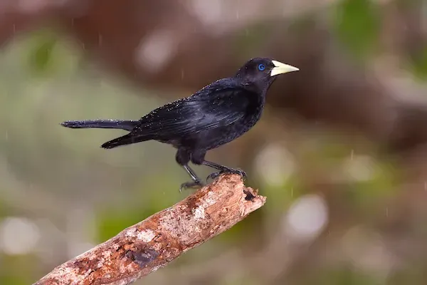 File:Guaxe (Cacicus haemorrhous) - Red-rumped Cacique.jpg