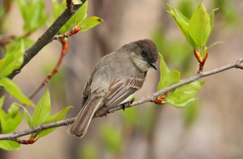 File:Sayornis phoebe CT3.jpg
