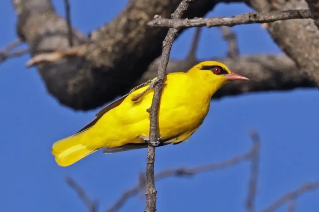 File:African golden oriole (Oriolus auratus notatus).jpg