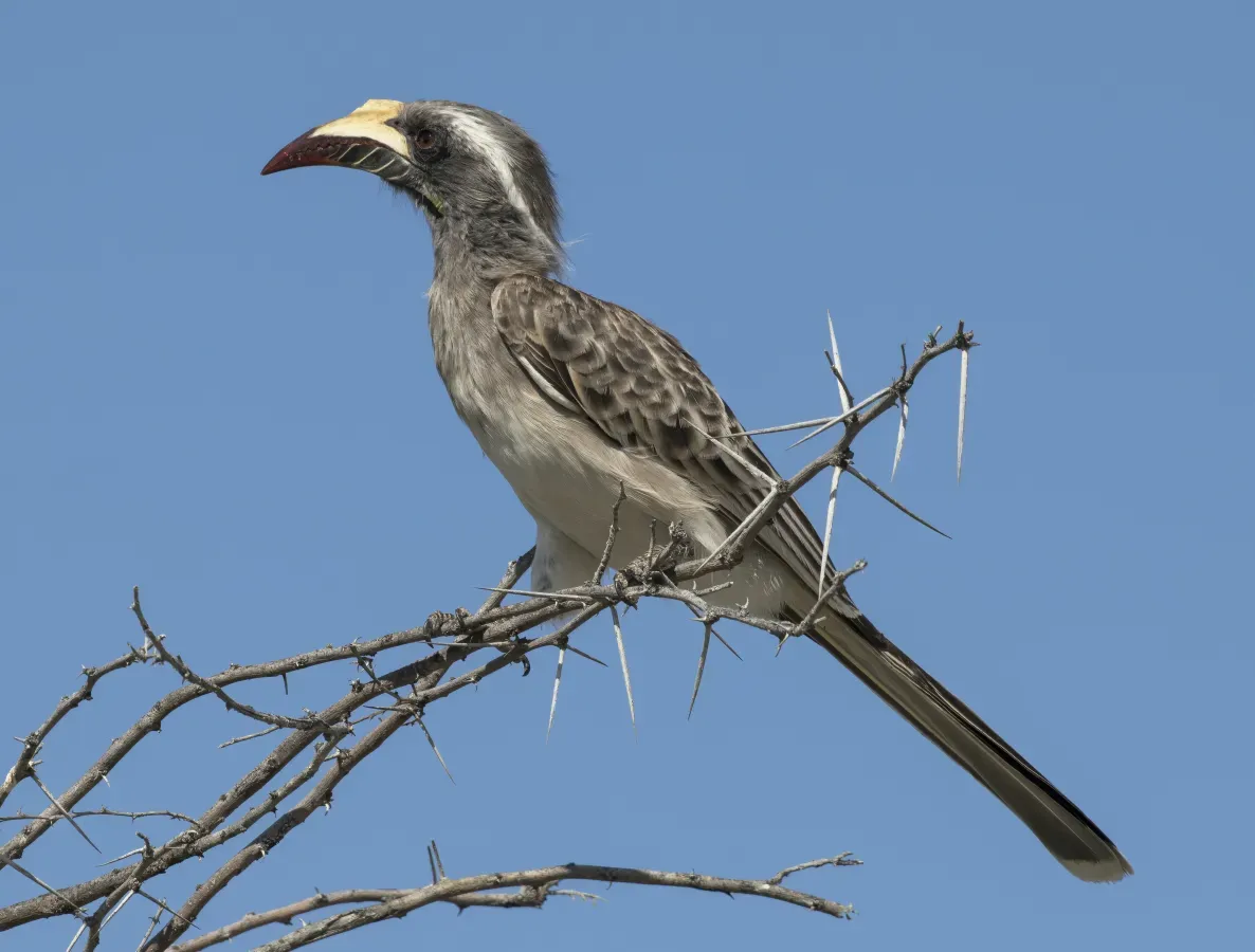 File:African Grey Hornbill (Lophoceros nasutus epirhinus) female.jpg