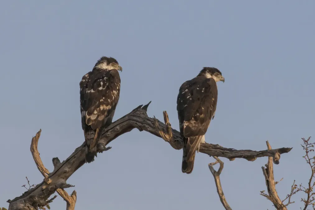 File:African hawk eagles (Aquila spilogaster) 2.jpg