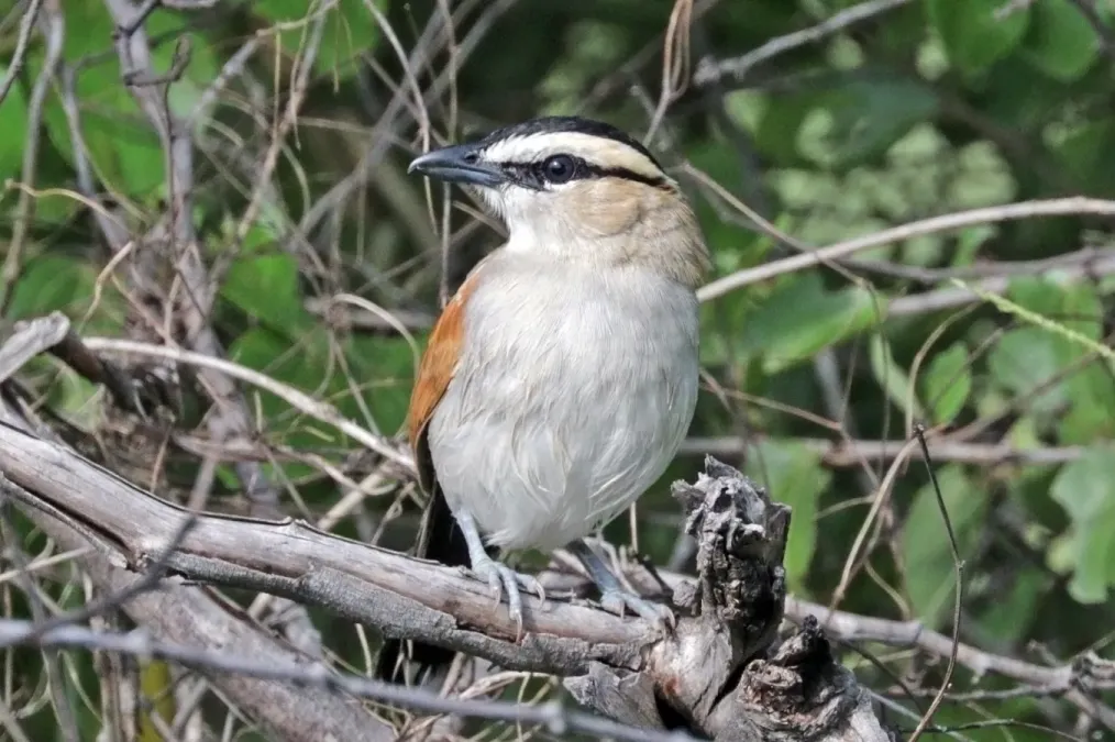 File:Black-crowned tchagra (Tchagra senegalus kalahari).jpg