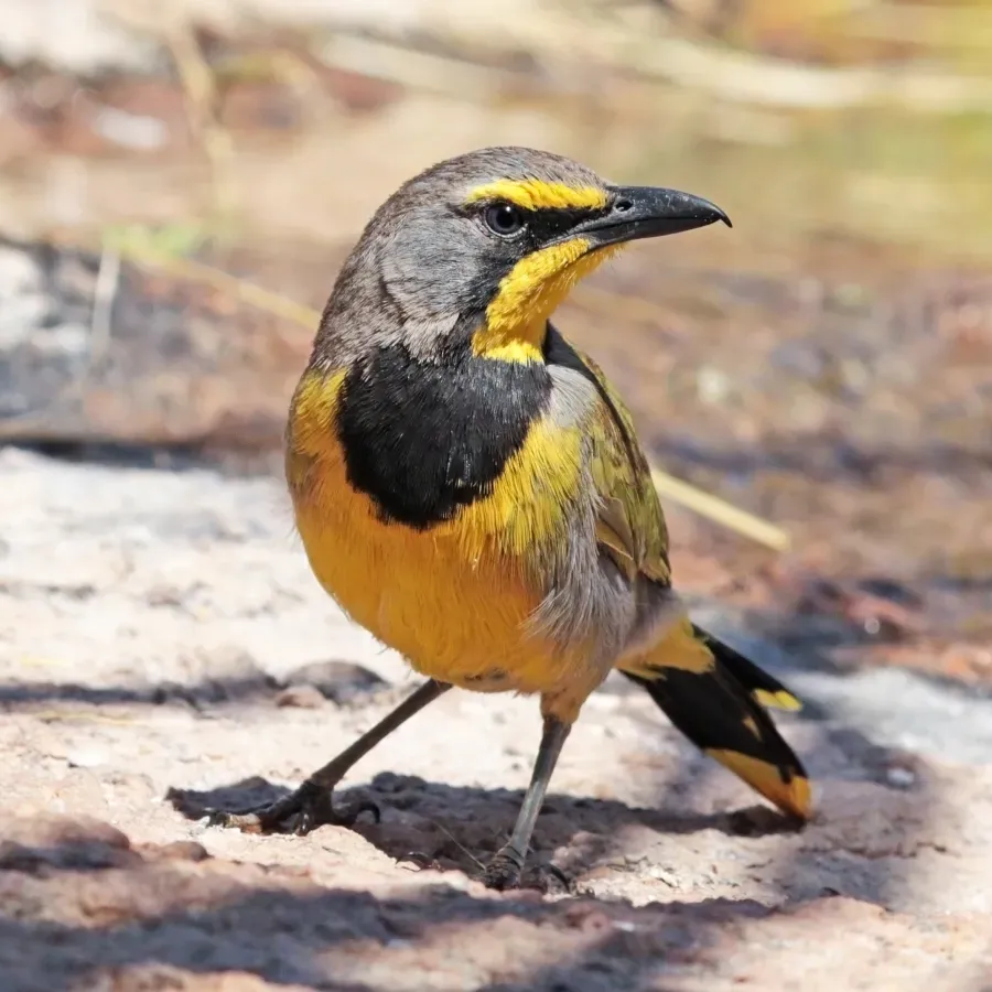 File:Bokmakierie (Telophorus zeylonus thermophilus).jpg