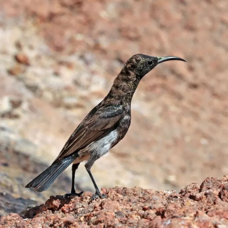 File:Dusky sunbird (Cinnyris fuscus) male.jpg