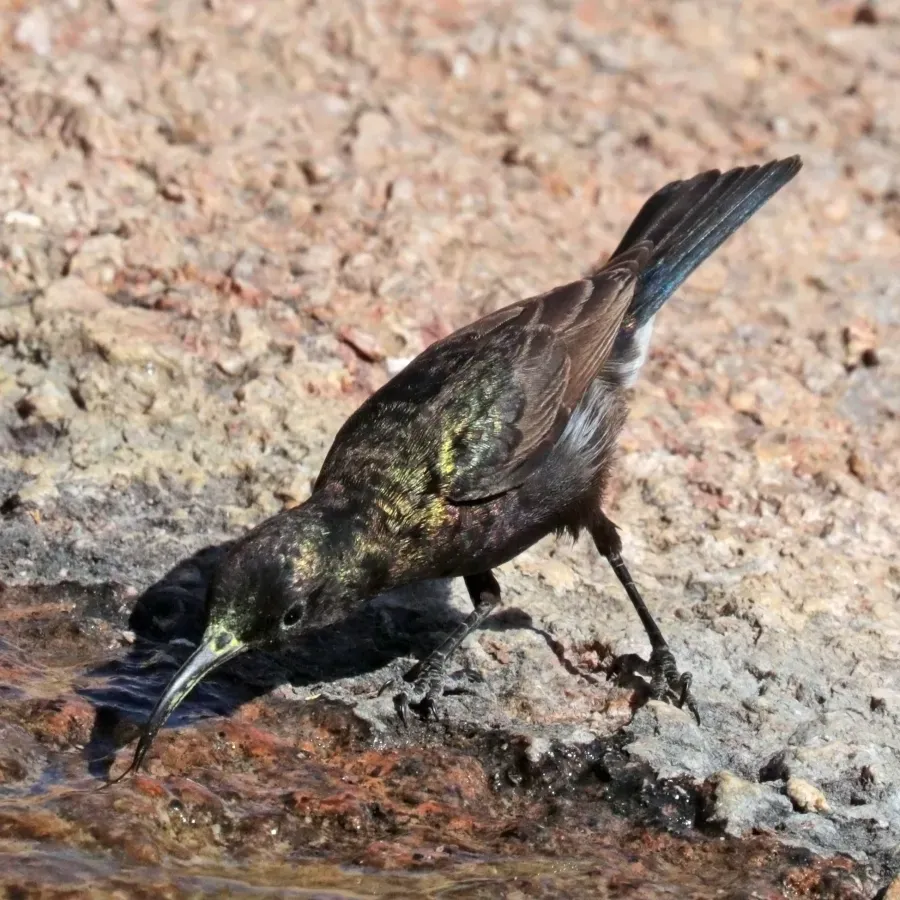 File:Dusky sunbird (Cinnyris fuscus) male drinking.jpg