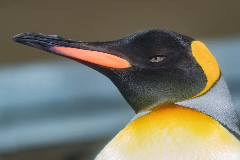 File:King penguin Aptenodytes patagonicus-4932.jpg