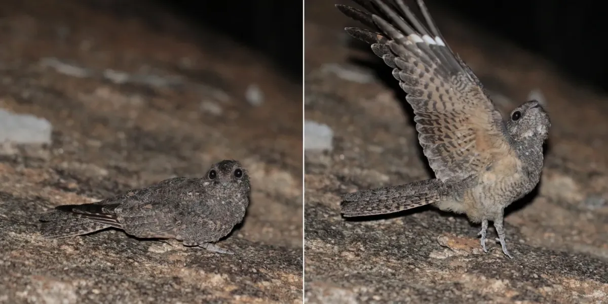 File:Freckled nightjar (Caprimulgus tristigma) female composite.jpg