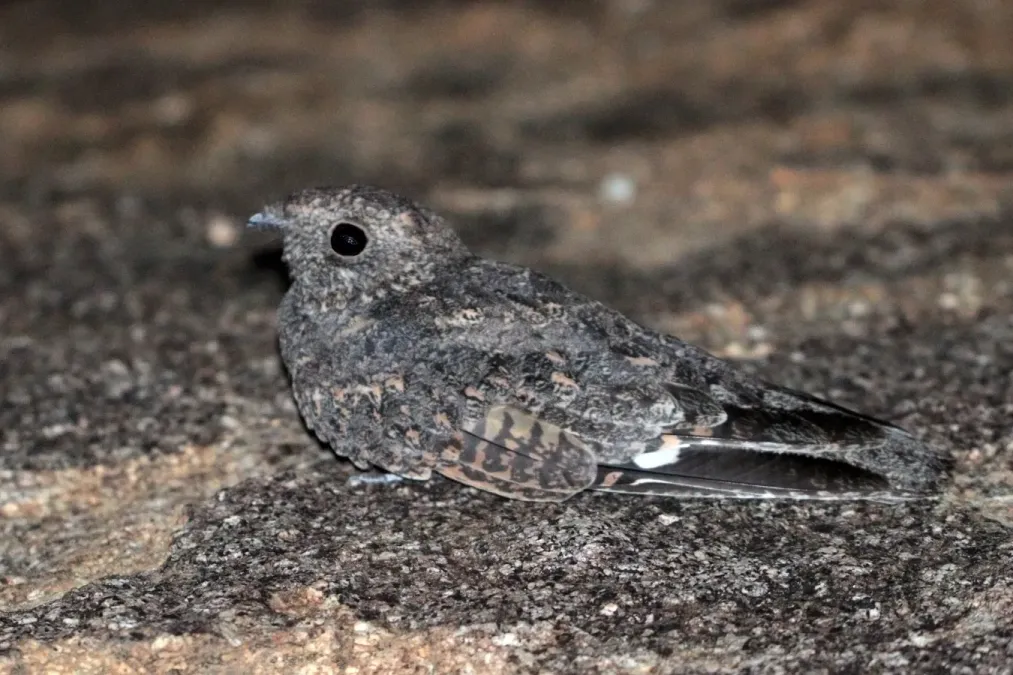 File:Freckled nightjar (Caprimulgus tristigma) male.jpg