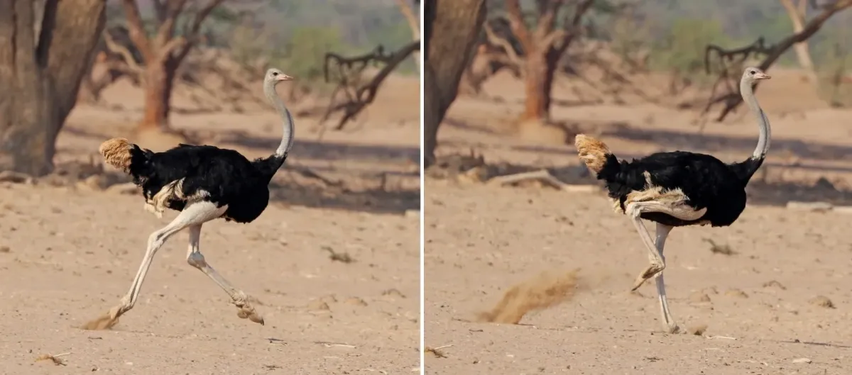 File:Common ostrich (Struthio camelus australis) male running composite.jpg